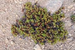 Penstemon davidsonii davidsonii