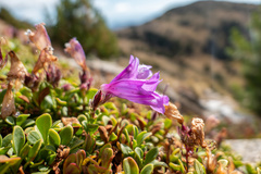 Penstemon davidsonii davidsonii