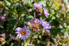 Symphyotrichum spathulatum