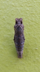 Heraclides rogeri