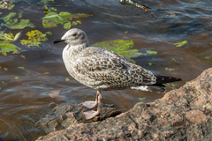 Larus argentatus