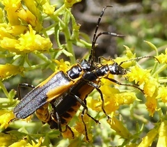 Chauliognathus deceptus