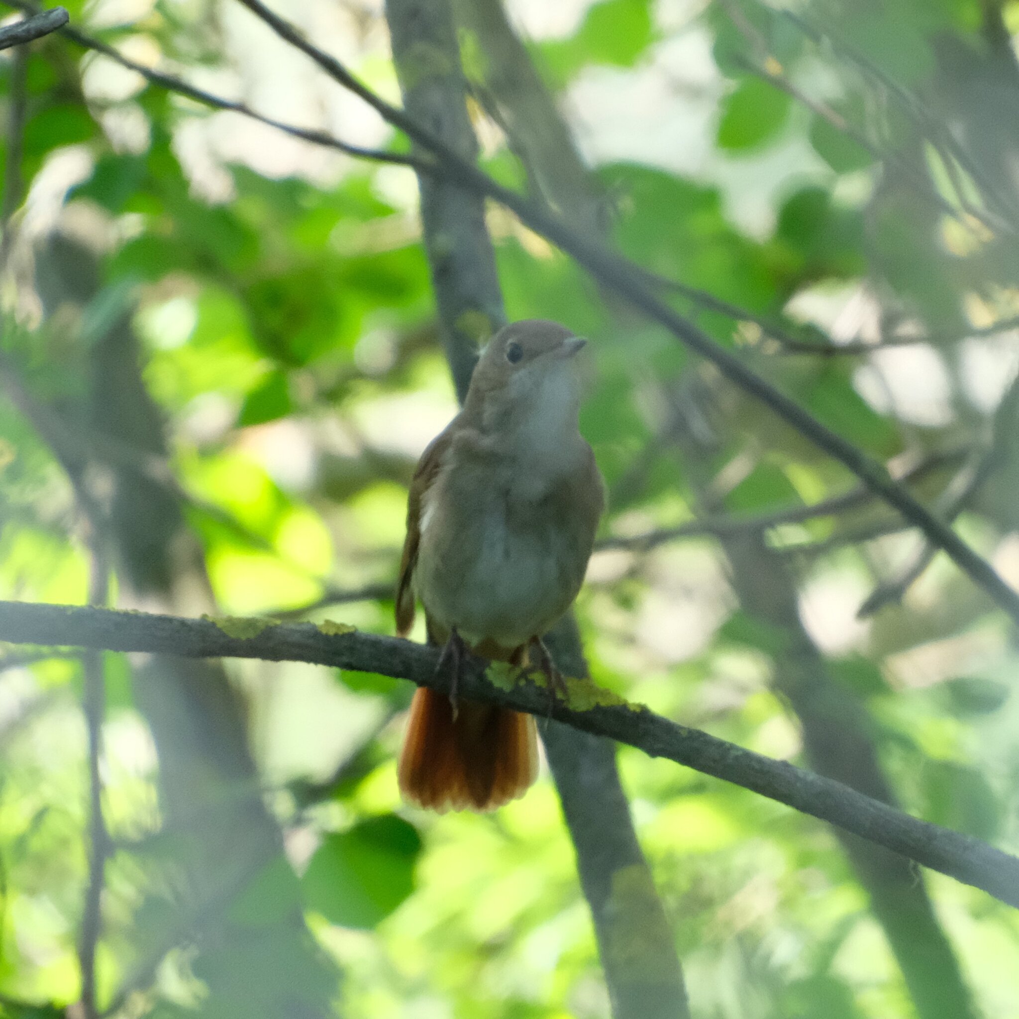 Common Nightingale