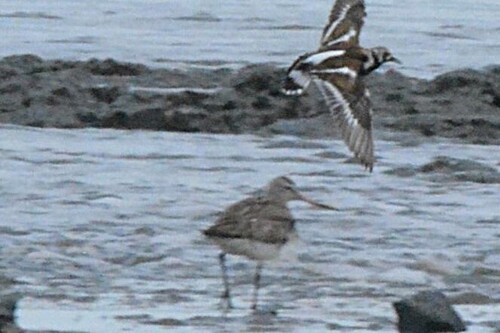 Bar-tailed Godwit