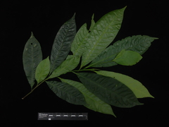 Elaeocarpus ganitrus