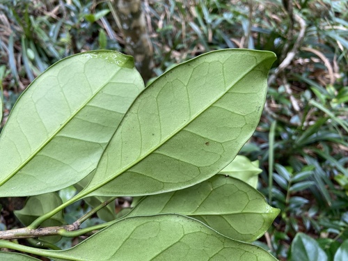 Chionanthus coriaceus observed 2025-05-03