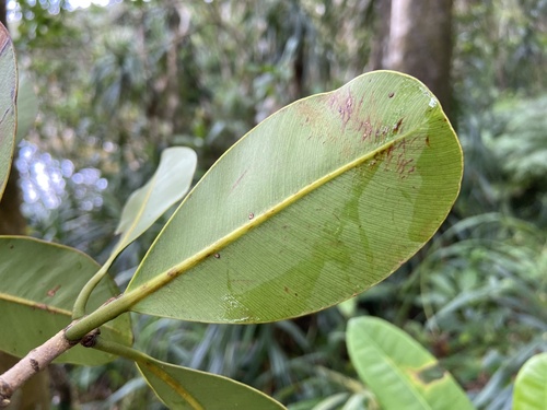 Calophyllum blancoi observed 2025-05-03