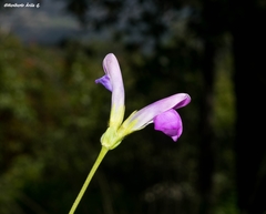 Phaseolus pauciflorus