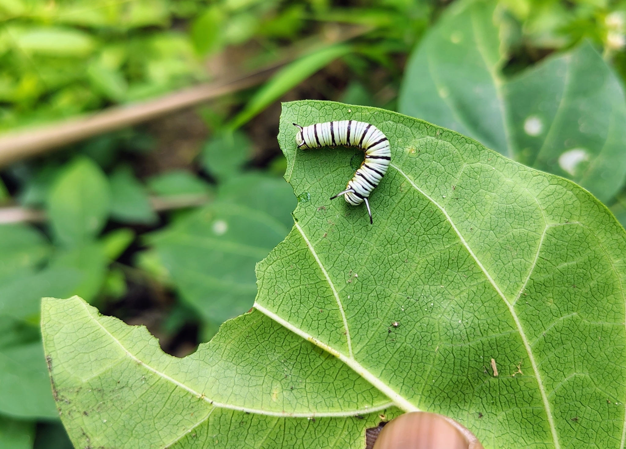 Blue Tiger