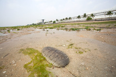 Holothuria scabra