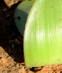 Haemanthus lanceifolius