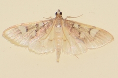 Cotachena