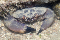 Menippe