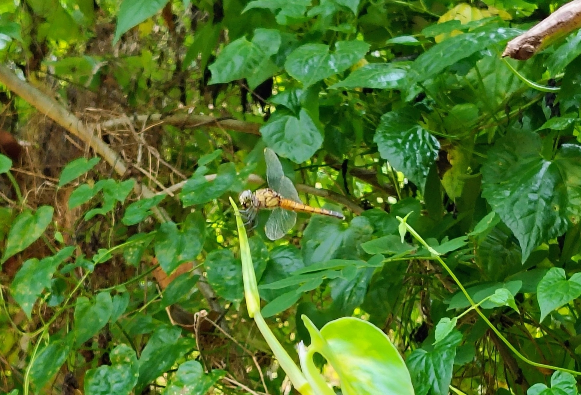 Rufous-Backed Marsh Hawk