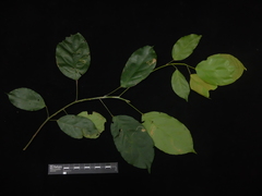 Blumeodendron tokbrai