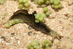 Elysia marginata