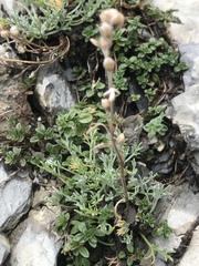 Artemisia umbelliformis