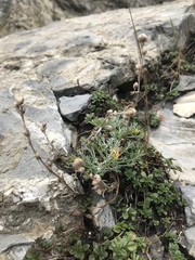 Artemisia umbelliformis