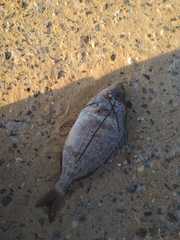 Spondyliosoma cantharus