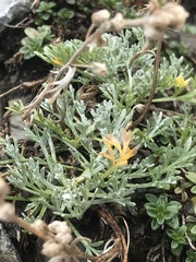 Artemisia umbelliformis