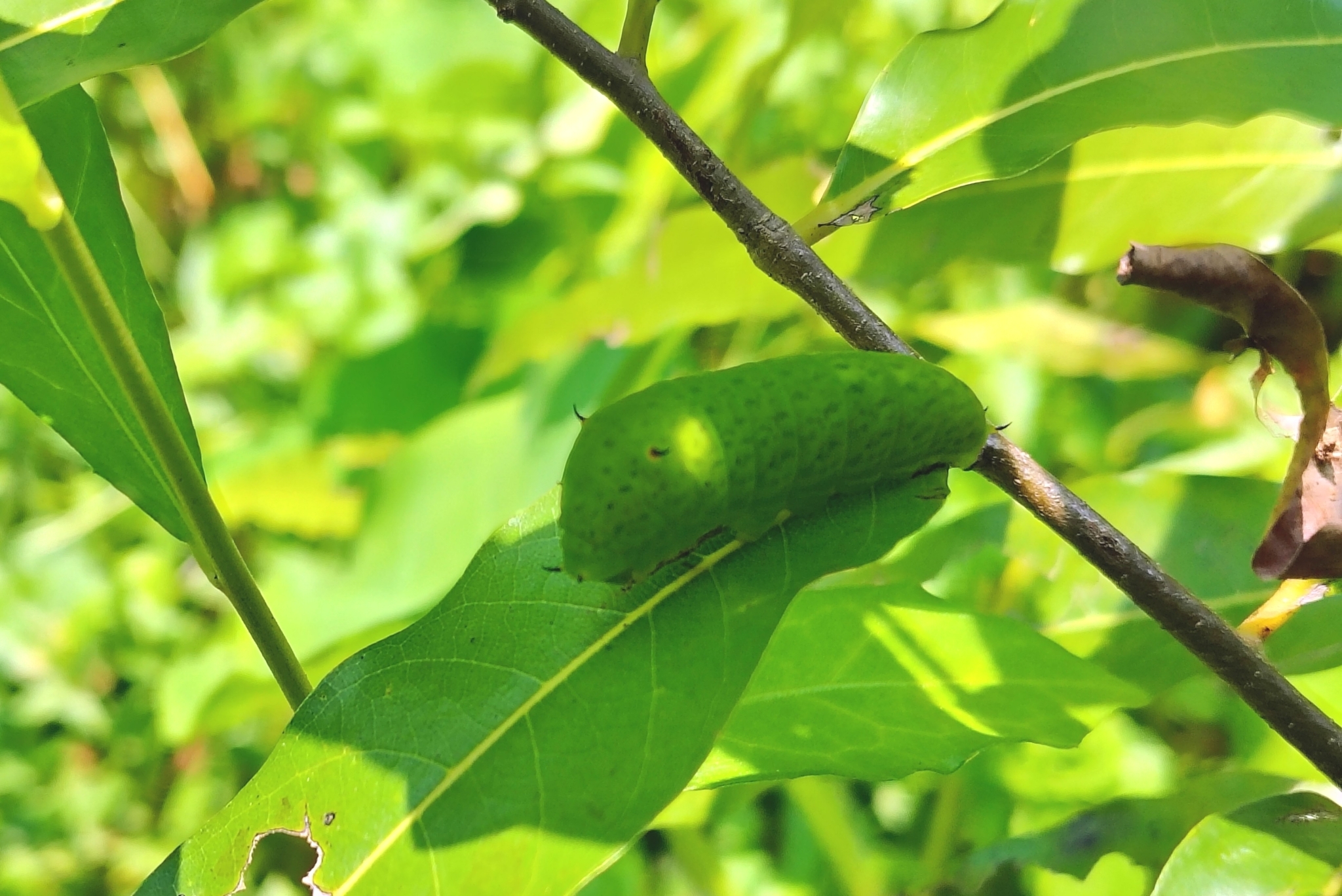 Tailed Jay