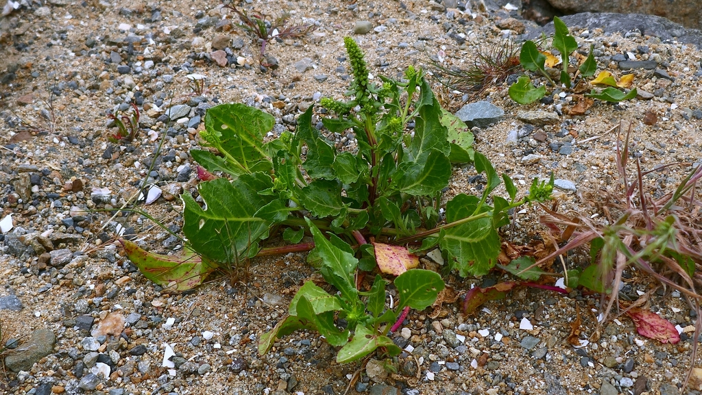 Beta vulgaris