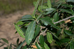 Quercus eduardii