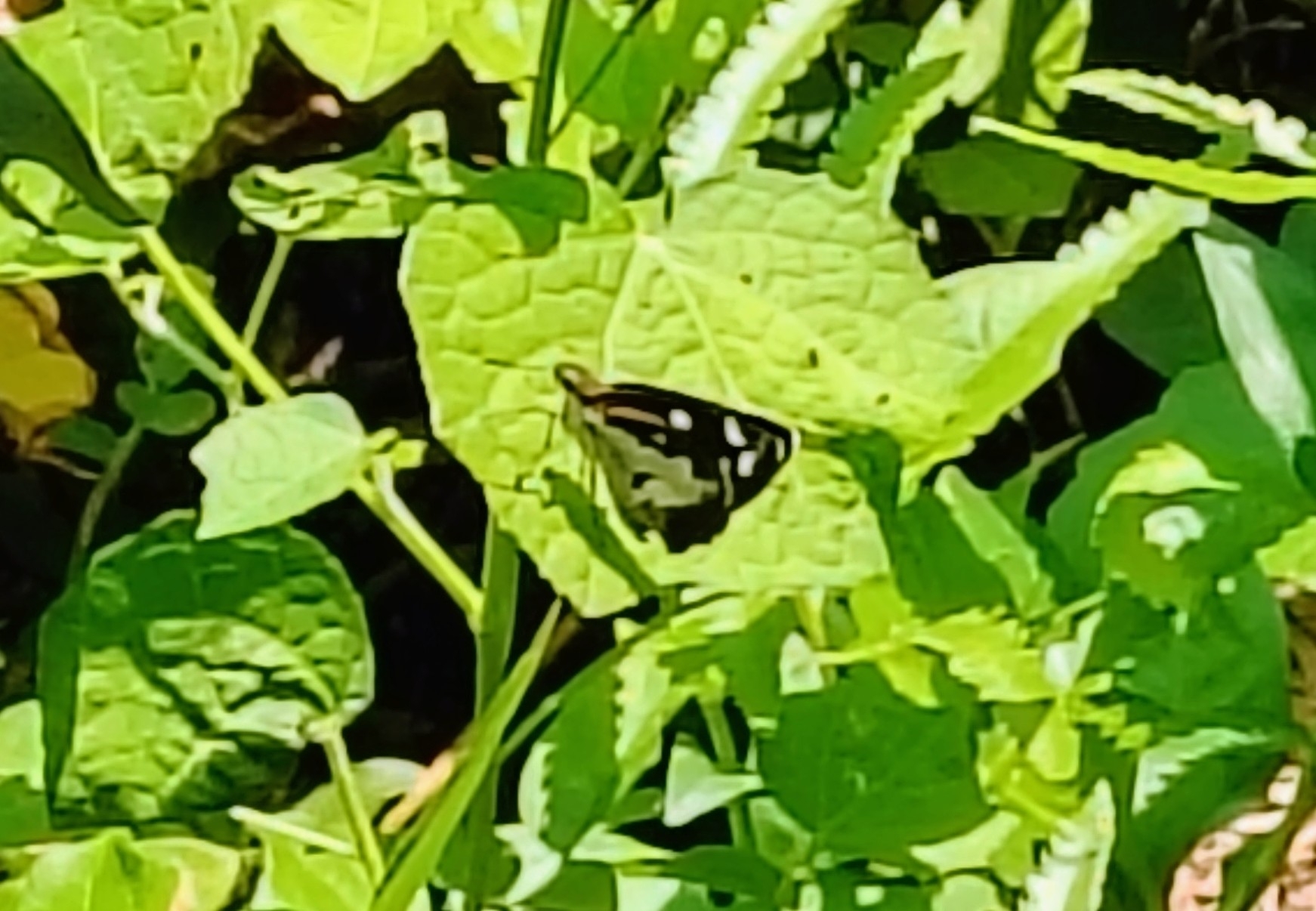 Grass Demon