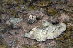 Duncanopsammia peltata