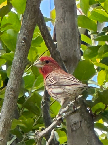 House Finch