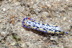 Hypselodoris