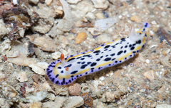 Hypselodoris
