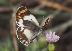 Colotis antevippe gavisa
