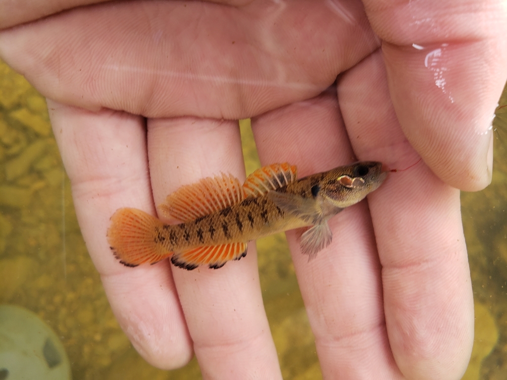Slabrock darter (Etheostoma smithi) — Percidae