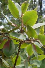 Arbutus madrensis