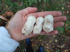 Leccinum percandidum