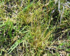 Isolepis carinata