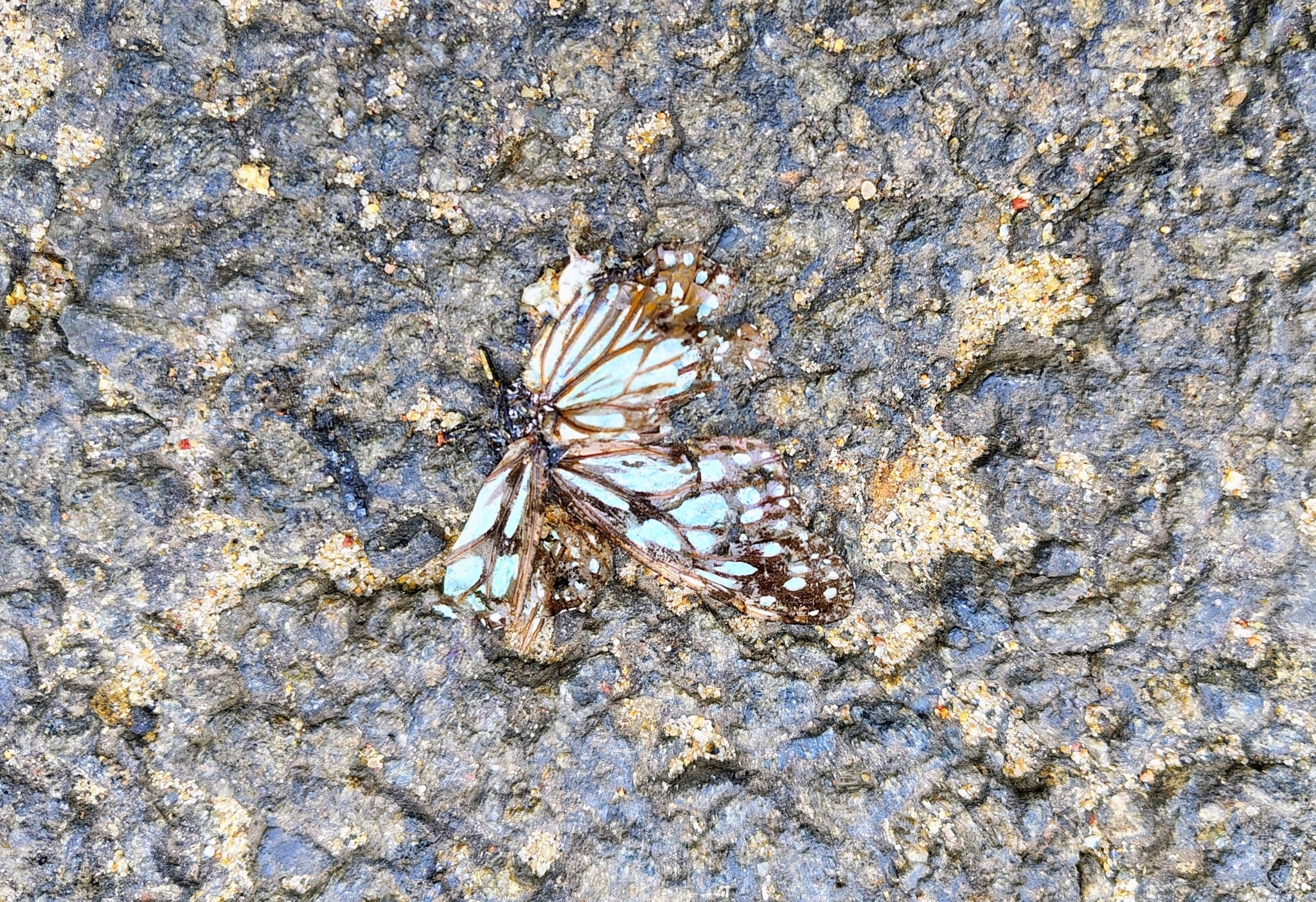 Blue Tiger
