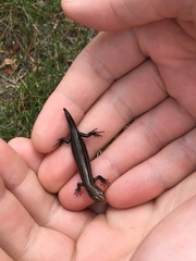 Plestiodon septentrionalis