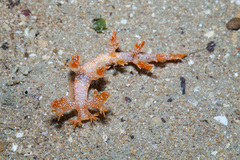 Bornella hermanni