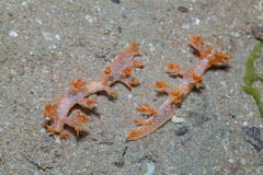 Bornella hermanni