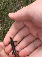 Plestiodon septentrionalis