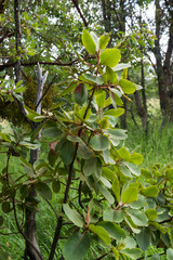 Arbutus madrensis