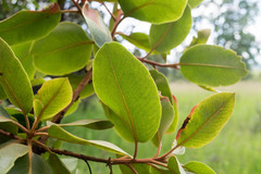 Arbutus madrensis