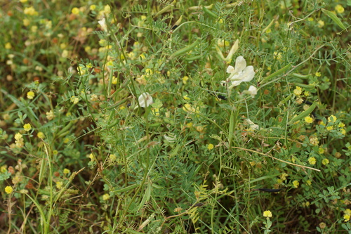 Image of Vicia grandiflora by (c) Lyrae, some rights reserved (CC BY)