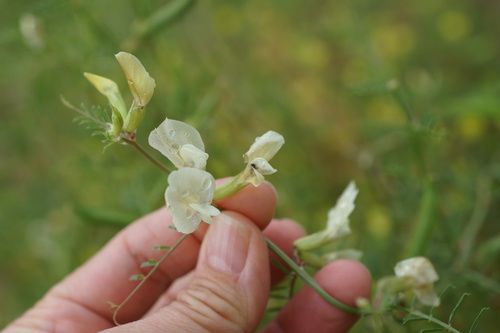 Image of Vicia grandiflora by (c) Lyrae, some rights reserved (CC BY)