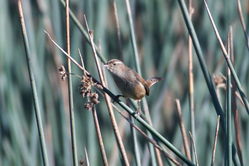 Troglodyte des marais (Cistothorus palustris)