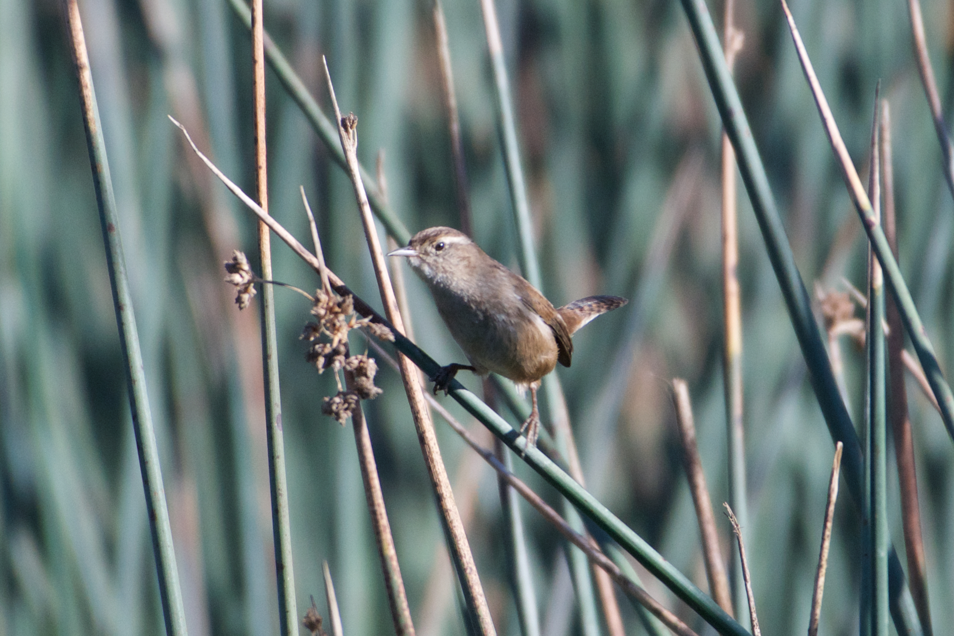 Marsh Wren (Cistothorus palustris)