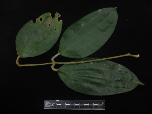 Hoya macrophylla Wight 4
