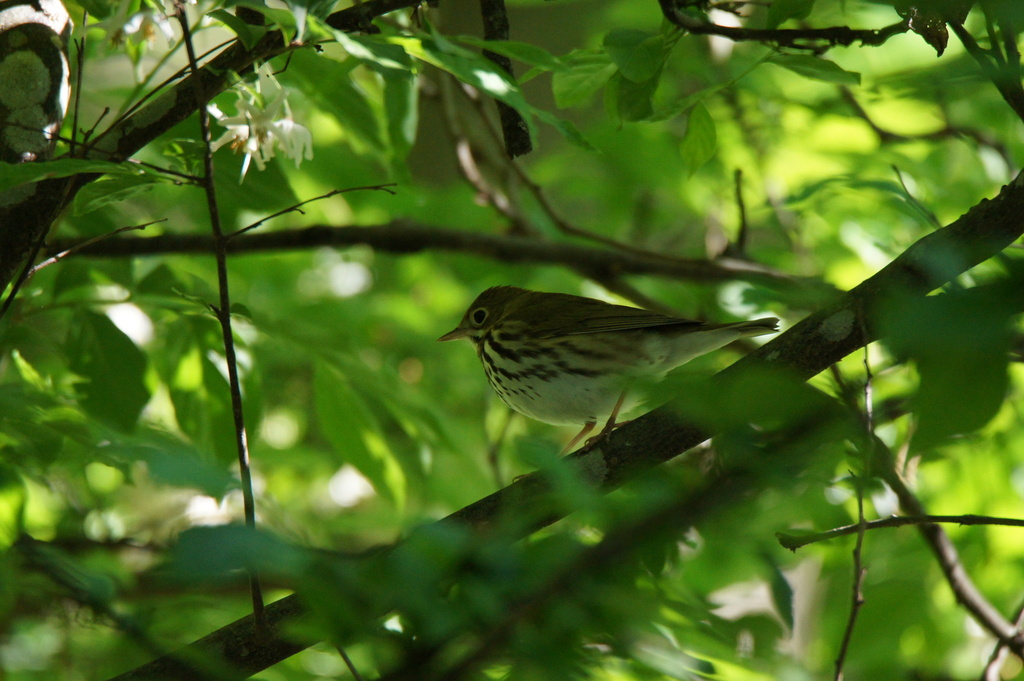 North-eastern Ovenbird